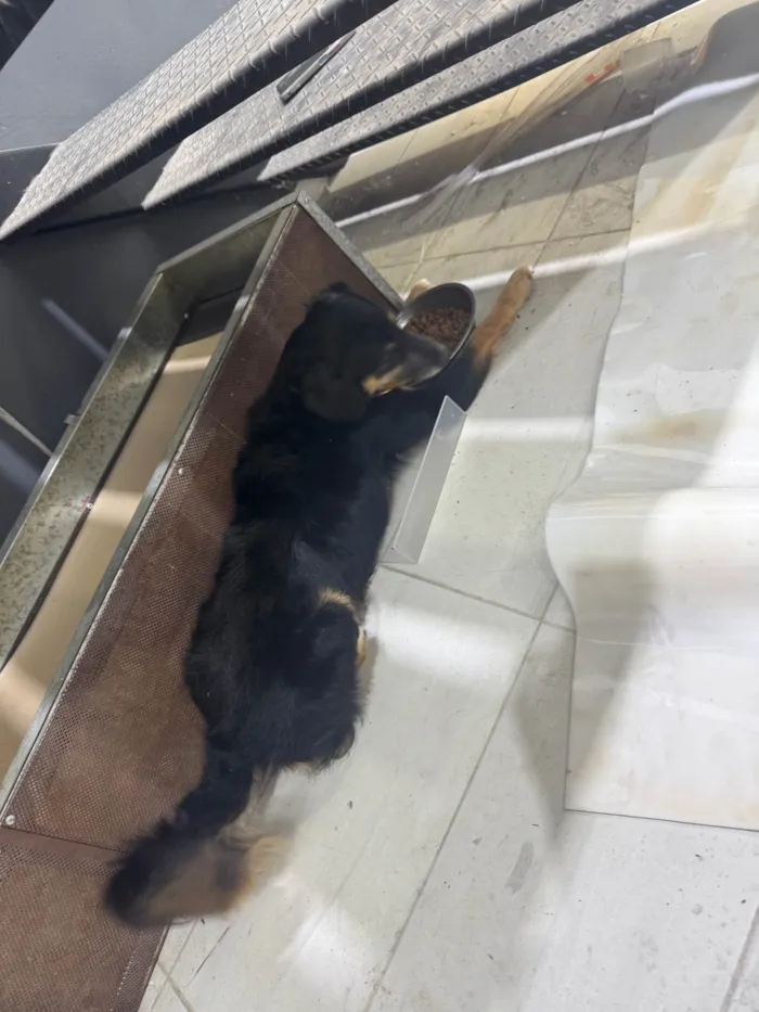 Cachorro ra a SRD-ViraLata idade 1 ano nome Sem nome