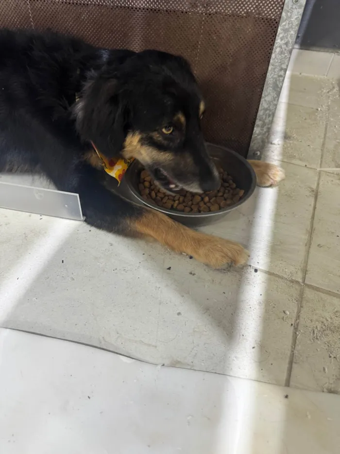 Cachorro ra a SRD-ViraLata idade 1 ano nome Sem nome