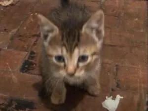 Gato raça SRD-ViraLata idade 2 a 6 meses nome Tatiana 