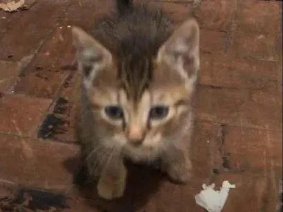 Gato raça SRD-ViraLata idade 2 a 6 meses nome Tatiana 