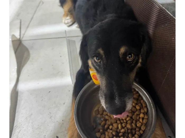 Cachorro ra a SRD-ViraLata idade 1 ano nome Sem nome