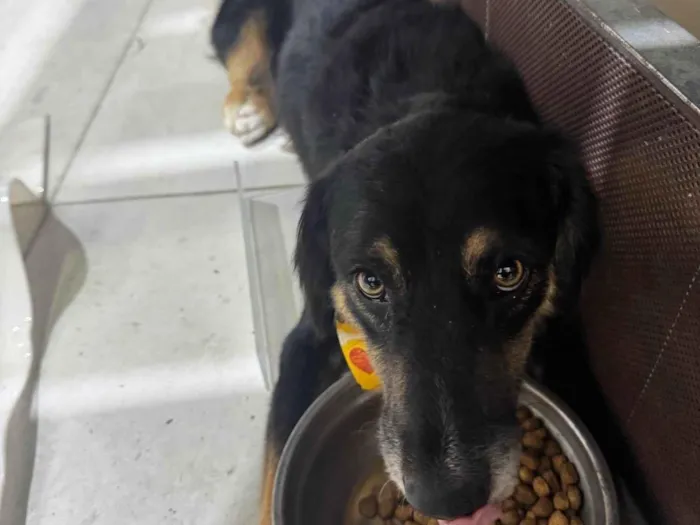 Cachorro ra a SRD-ViraLata idade 1 ano nome Sem nome