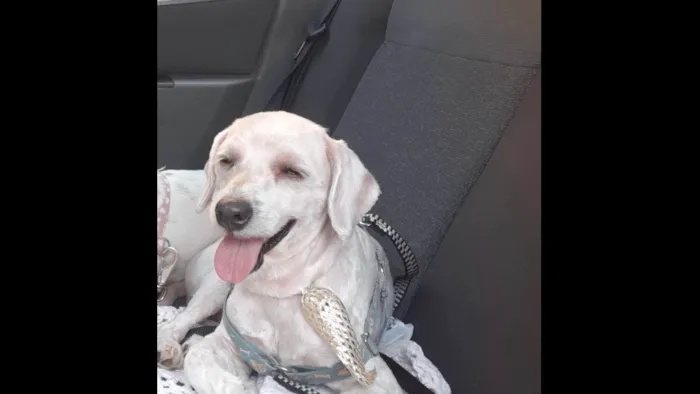 Cachorro ra a Poodle idade 5 anos nome Toody