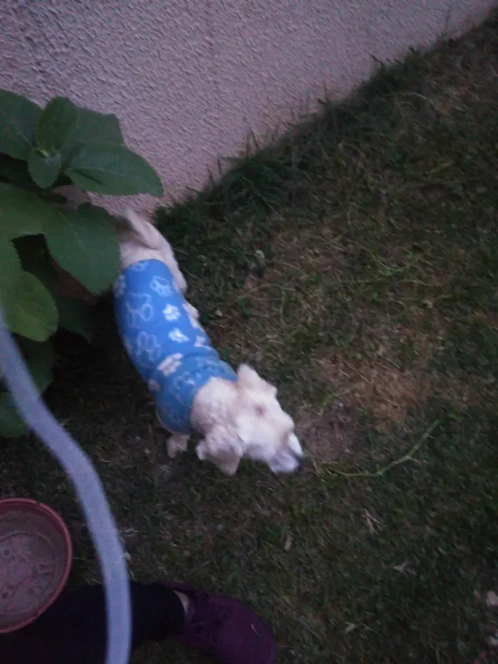 Cachorro ra a Poodle idade 5 anos nome Toody