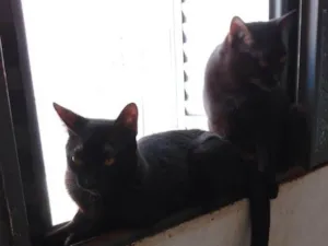 Gato raça SRD-ViraLata idade 7 a 11 meses nome Banguela e fúria 