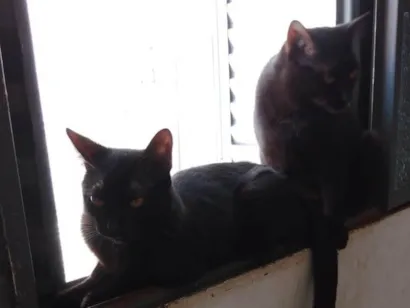 Gato raça SRD-ViraLata idade 7 a 11 meses nome Banguela e fúria 