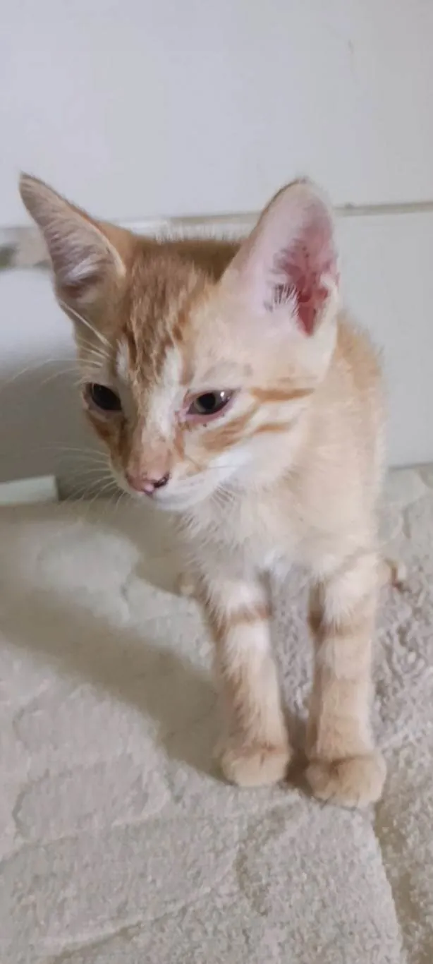 Gato ra a SRD-ViraLata idade Abaixo de 2 meses nome Wily