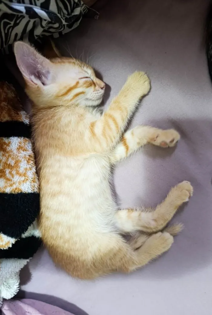 Gato ra a SRD-ViraLata idade Abaixo de 2 meses nome Wily