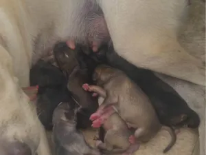 Cachorro raça SRD-ViraLata idade Abaixo de 2 meses nome Mickey bela bradock nina snoop caramelo marley