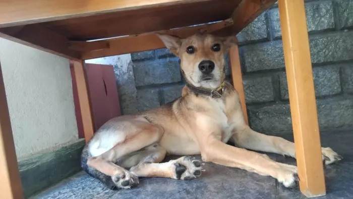 Cachorro ra a SRD-ViraLata idade 7 a 11 meses nome Sadã