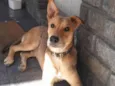 Cachorro ra a SRD-ViraLata idade 7 a 11 meses nome Sadã