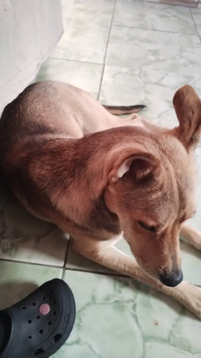 Cachorro ra a SRD-ViraLata idade 7 a 11 meses nome Sadã