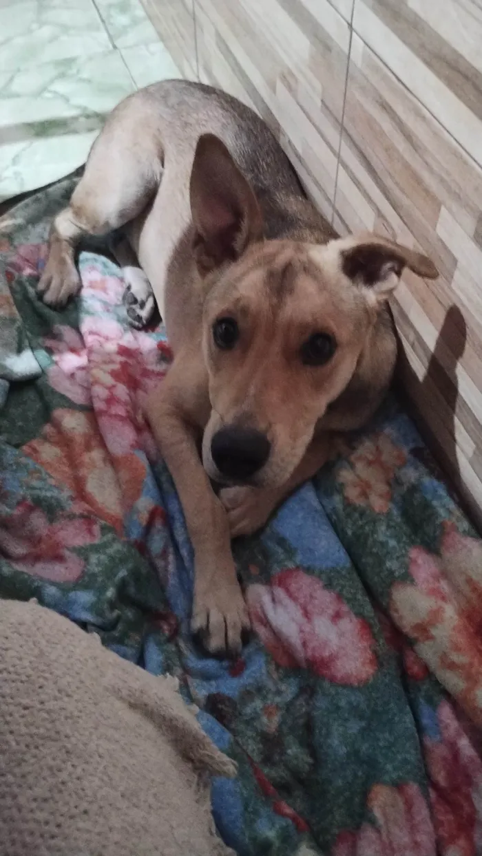 Cachorro ra a SRD-ViraLata idade 7 a 11 meses nome Sadã