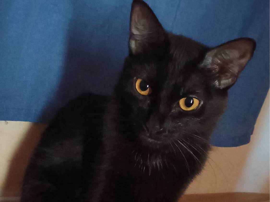 Gato raça SRD-ViraLata idade 1 ano nome Luna