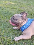 Cachorro ra a Bulldog idade 1 ano nome Boris