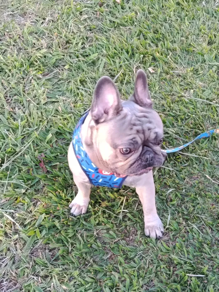 Cachorro ra a Bulldog idade 1 ano nome Boris