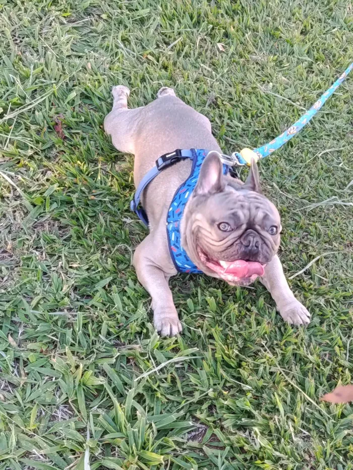 Cachorro ra a Bulldog idade 1 ano nome Boris