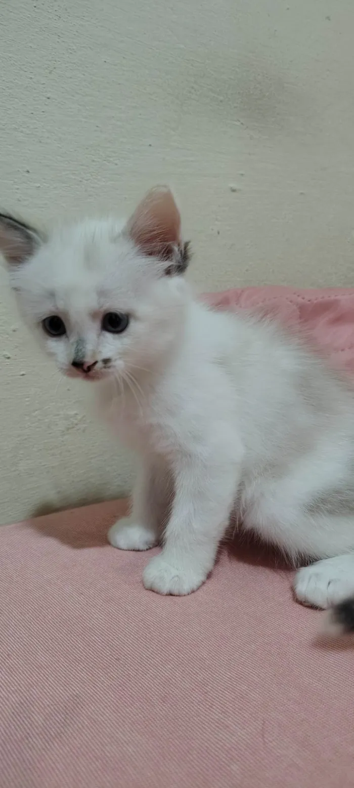 Gato ra a SRD-ViraLata idade Abaixo de 2 meses nome Sem nome
