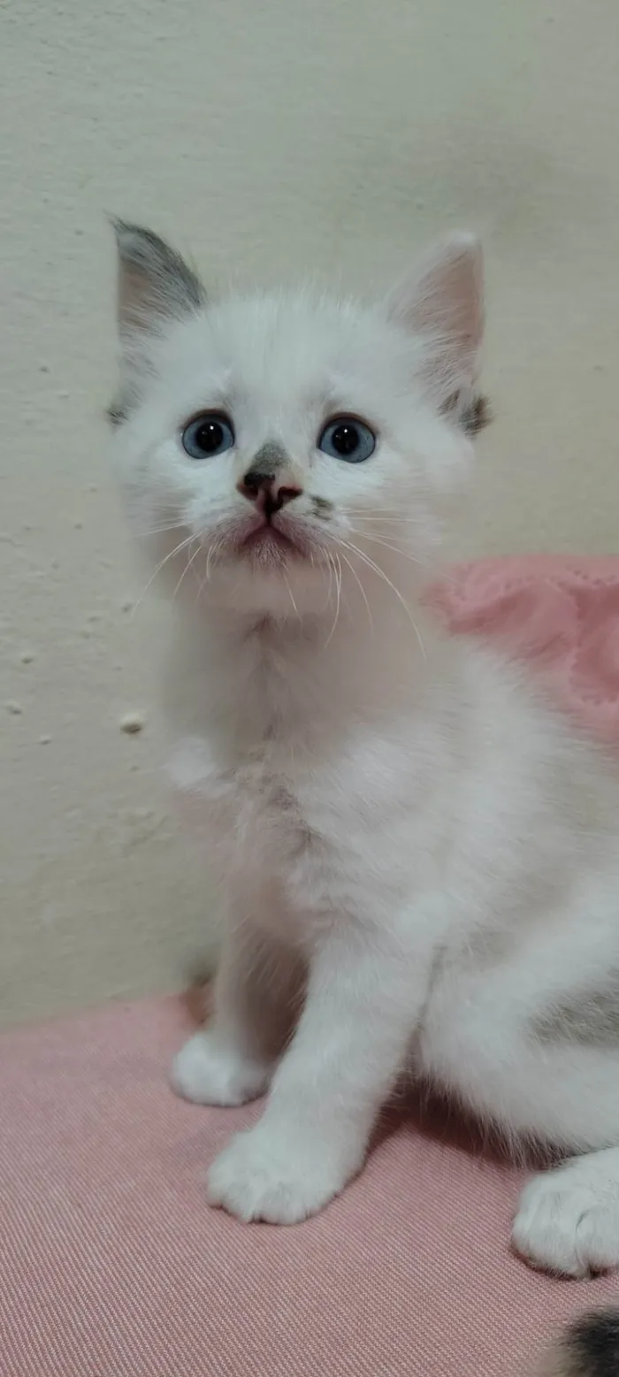 Gato ra a SRD-ViraLata idade Abaixo de 2 meses nome Sem nome