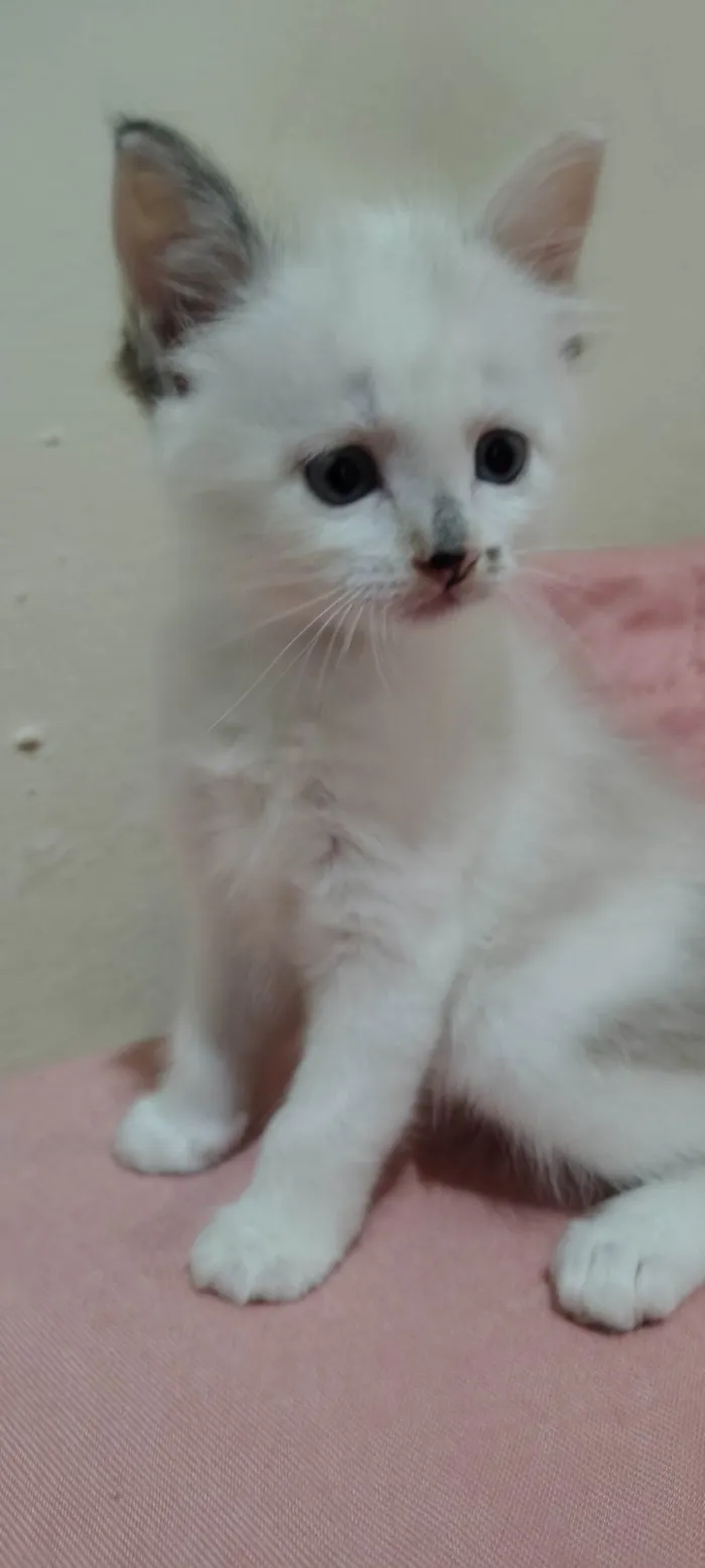 Gato ra a SRD-ViraLata idade Abaixo de 2 meses nome Sem nome