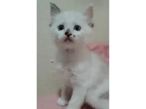 Gato raça SRD-ViraLata idade Abaixo de 2 meses nome Sem nome