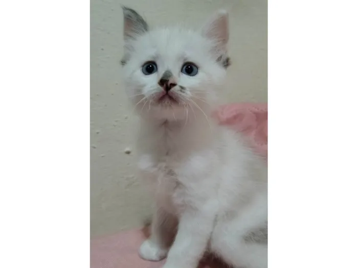 Gato ra a SRD-ViraLata idade Abaixo de 2 meses nome Sem nome