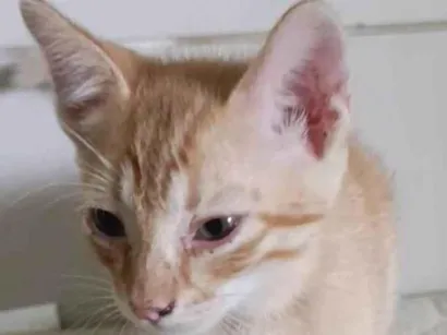 Gato raça SRD-ViraLata idade Abaixo de 2 meses nome Wily