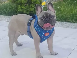 Cachorro ra a Bulldog idade 1 ano nome Boris