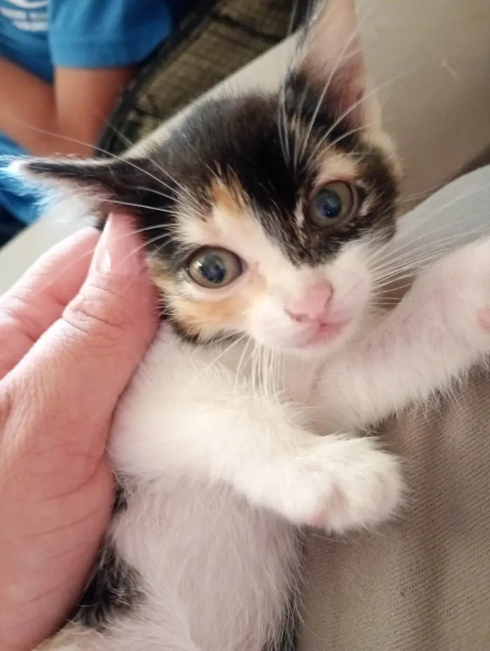 Gato ra a SRD-ViraLata idade 2 a 6 meses nome Mimi , frajola, mel