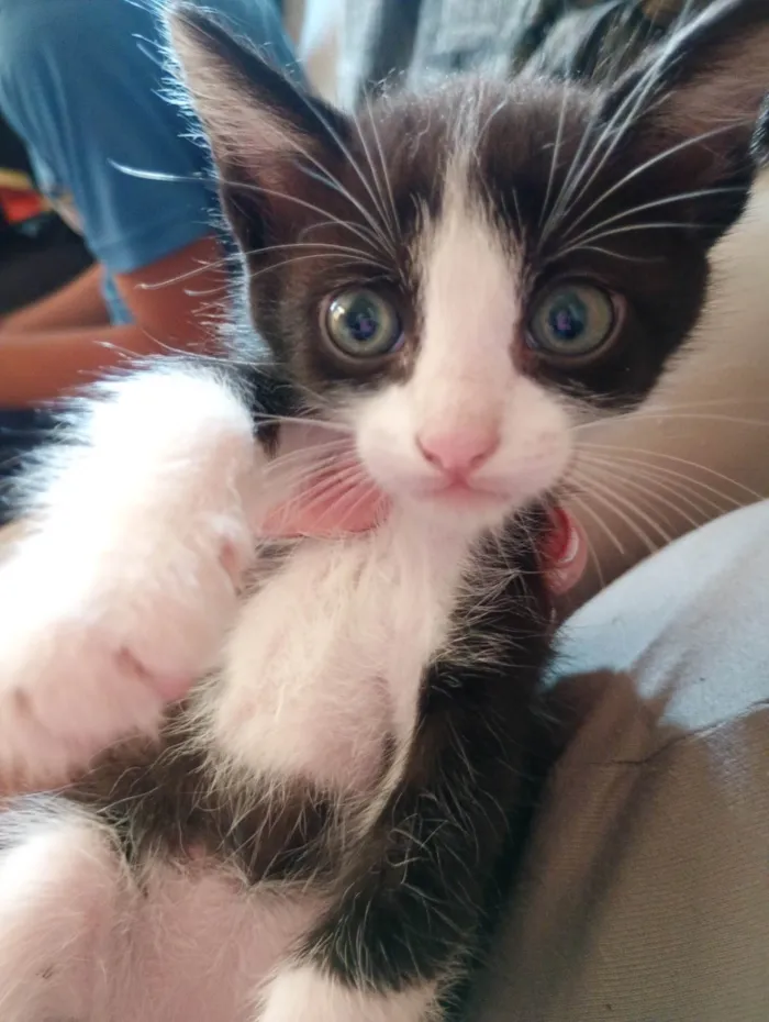 Gato ra a SRD-ViraLata idade 2 a 6 meses nome Mimi , frajola, mel