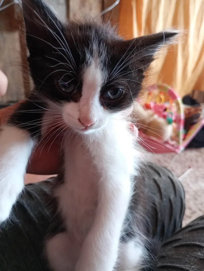 Gato ra a SRD-ViraLata idade 2 a 6 meses nome Mimi , frajola, mel