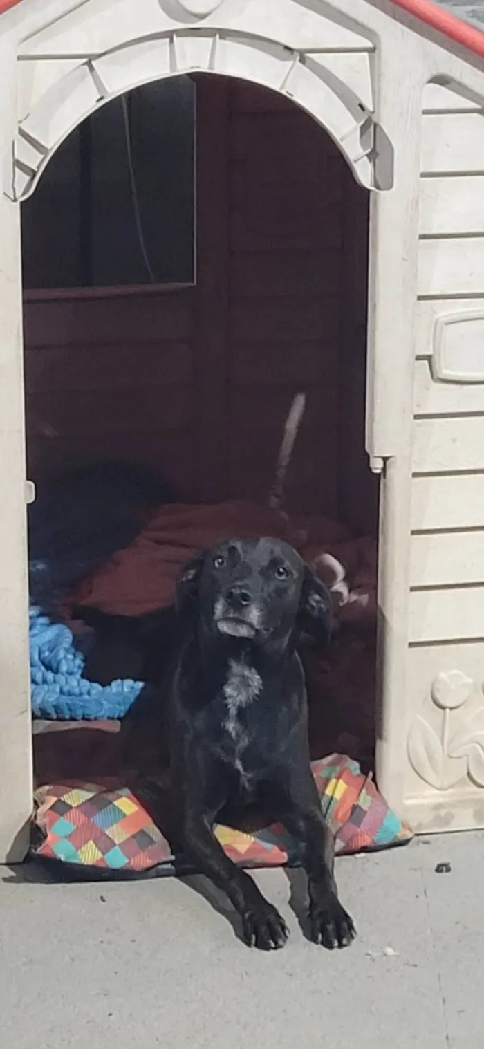 Cachorro ra a Labrador idade 3 anos nome Lua