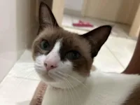 Gato raça SRD-ViraLata idade 7 a 11 meses nome Sky 