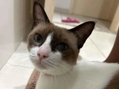 Gato raça SRD-ViraLata idade 7 a 11 meses nome Sky 