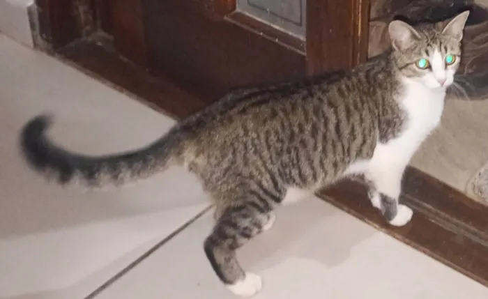 Gato ra a SRD-ViraLata idade 2 a 6 meses nome Lolla 