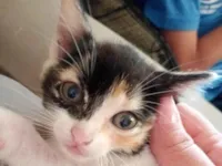 Gato raça SRD-ViraLata idade 2 a 6 meses nome Mimi , frajola, mel