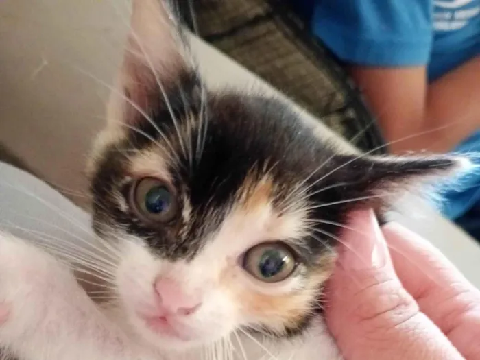 Gato ra a SRD-ViraLata idade 2 a 6 meses nome Mimi , frajola, mel