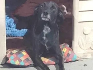 Cachorro ra a Labrador idade 3 anos nome Lua