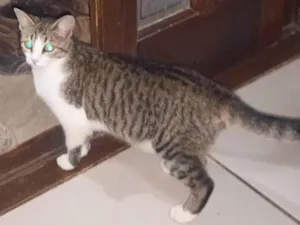 Gato raça SRD-ViraLata idade 2 a 6 meses nome Lolla 