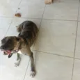Cachorro ra a Pit-Bull idade 1 ano nome Aurora