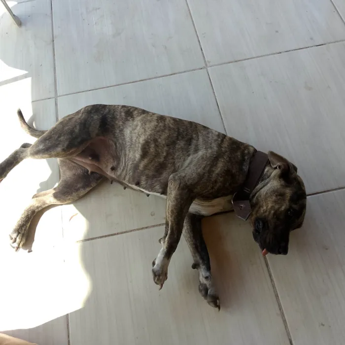 Cachorro ra a Pit-Bull idade 1 ano nome Aurora