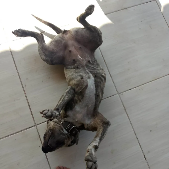 Cachorro ra a Pit-Bull idade 1 ano nome Aurora
