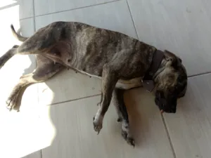 Cachorro raça Pit-Bull idade 1 ano nome Aurora