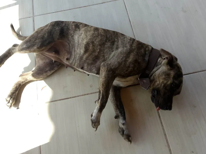 Cachorro ra a Pit-Bull idade 1 ano nome Aurora