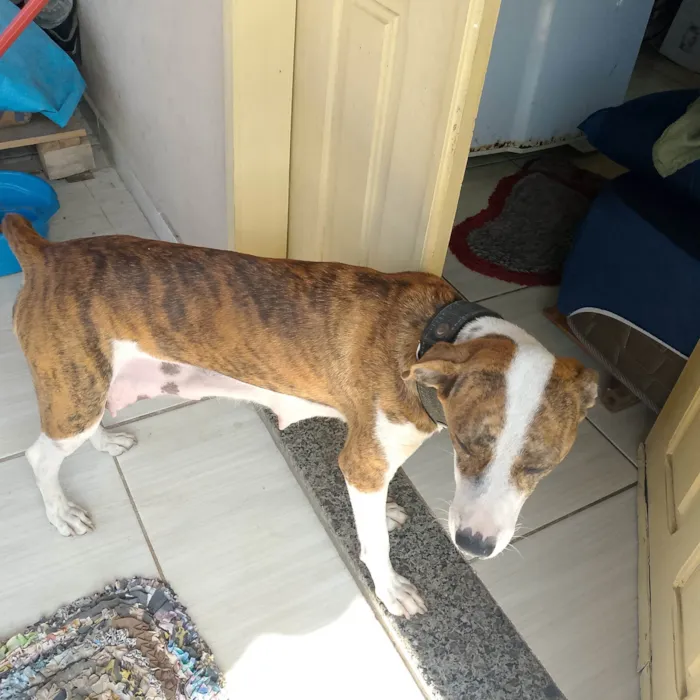 Cachorro ra a Pit-Bull idade 2 anos nome Biele