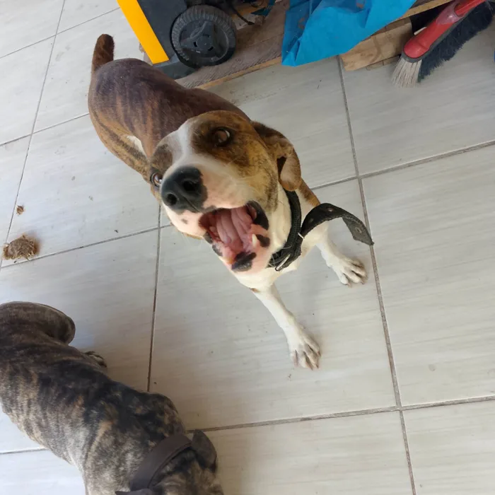 Cachorro ra a Pit-Bull idade 2 anos nome Biele