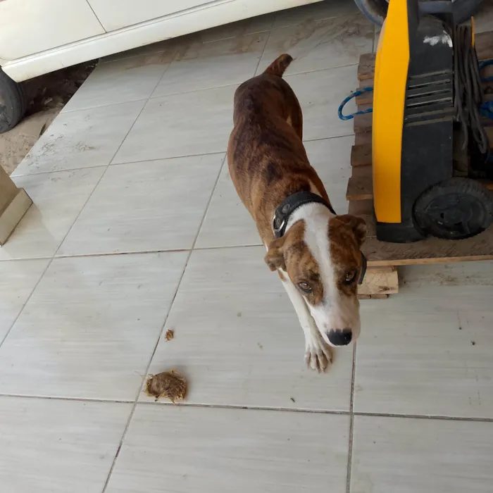 Cachorro ra a Pit-Bull idade 2 anos nome Biele