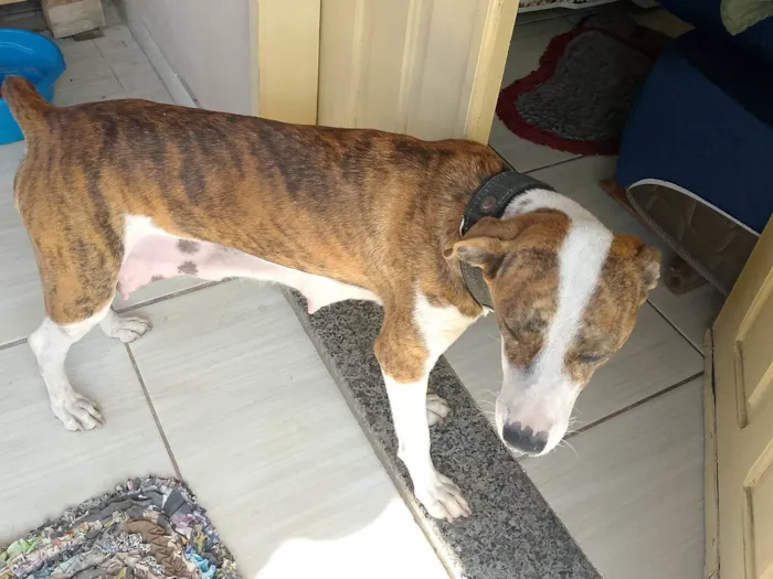 Cachorro ra a Pit-Bull idade 2 anos nome Biele