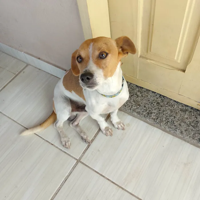 Cachorro ra a Pinscher idade 4 anos nome Paçoca 