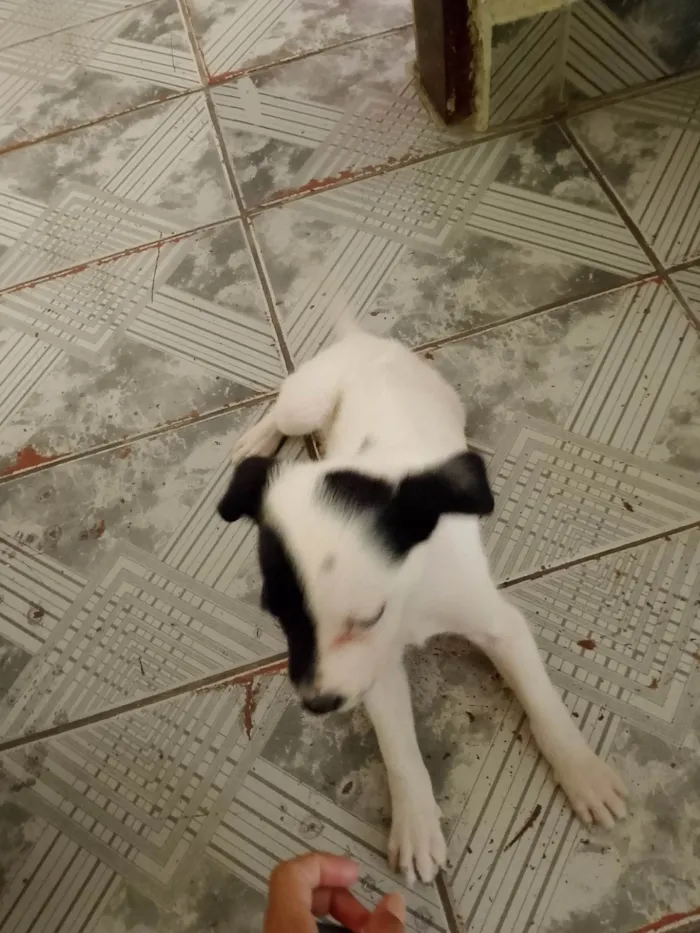 Cachorro ra a SRD-ViraLata idade Abaixo de 2 meses nome Cacau 